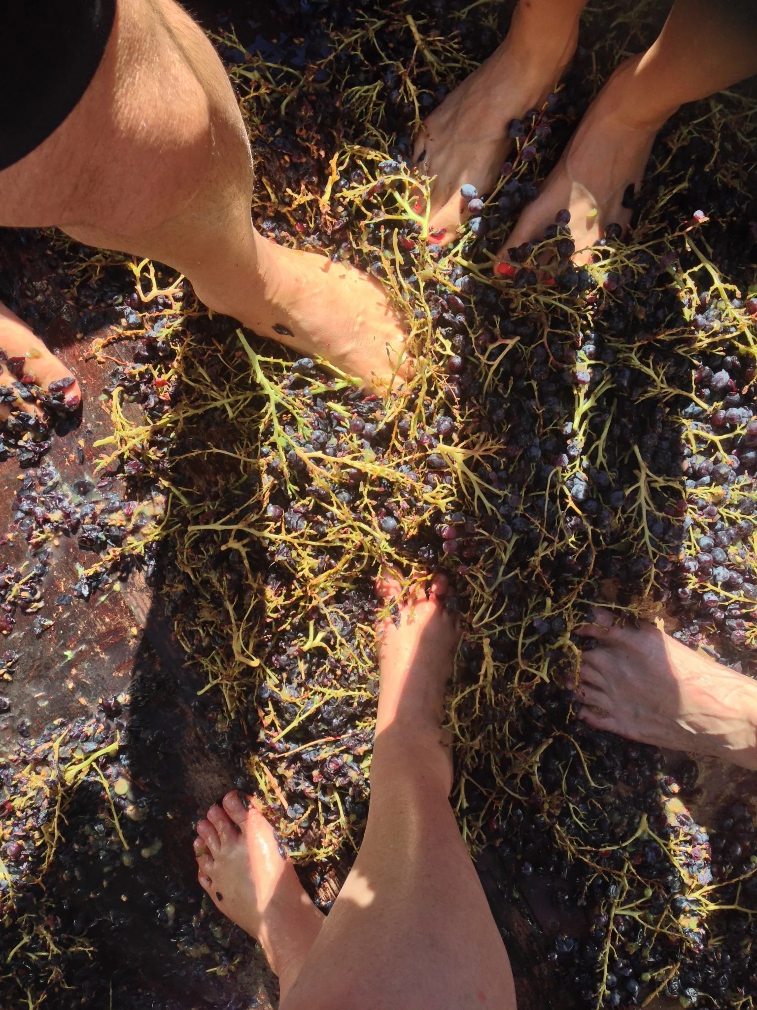 La Pastras grape stomp - Outdoor and cultural activities