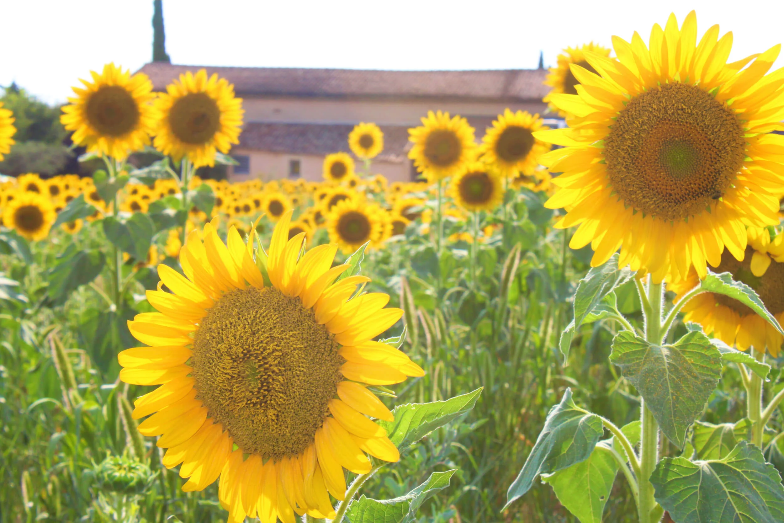 Provence sunflowers