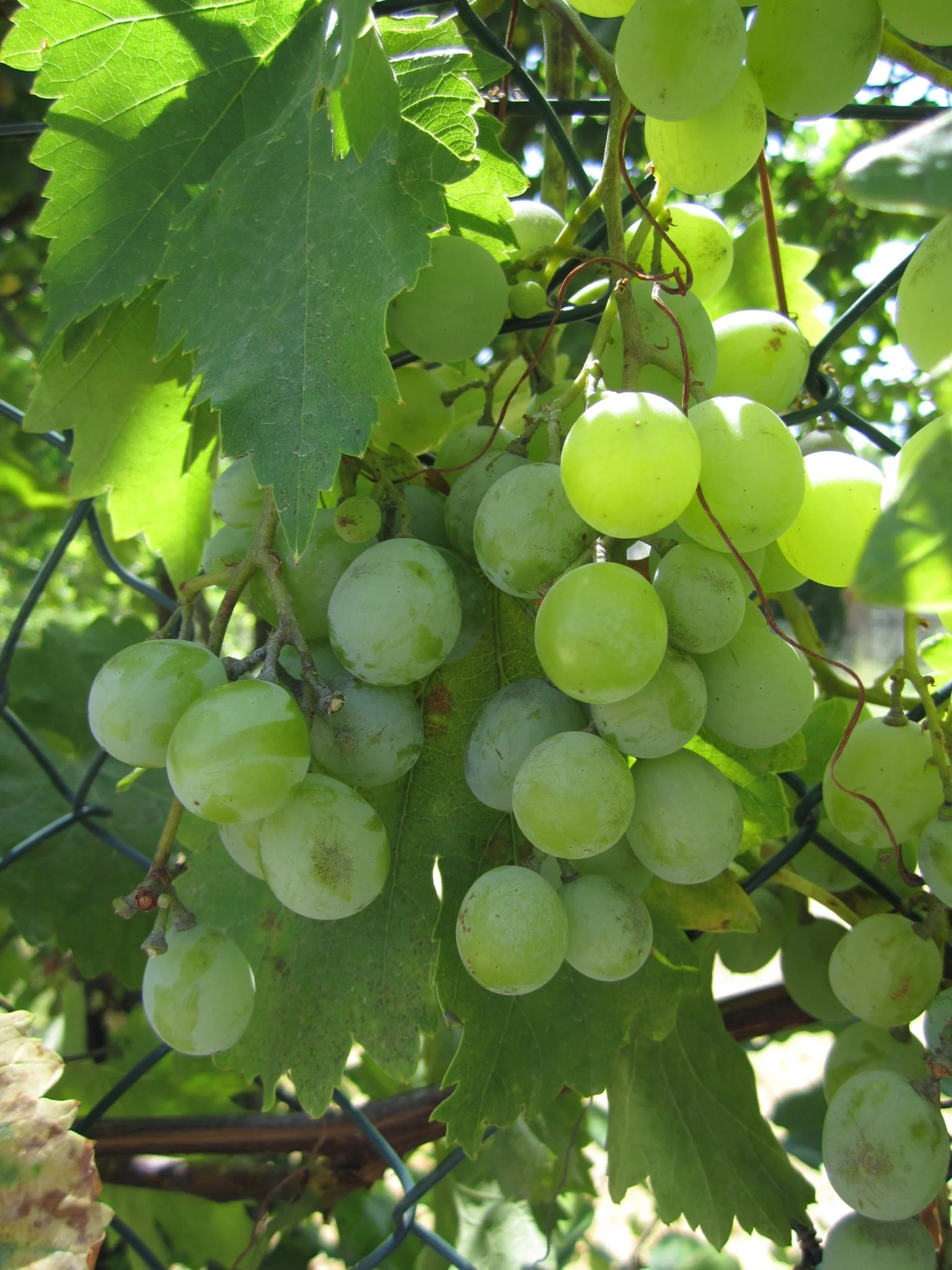 Provence Lourmarin Rent-Our-Home wine vineyards