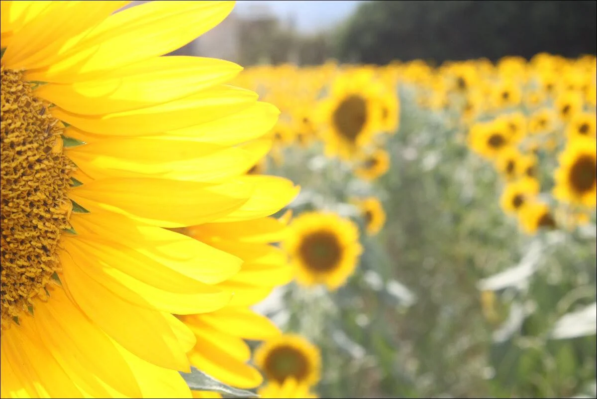 Provence sunflowers