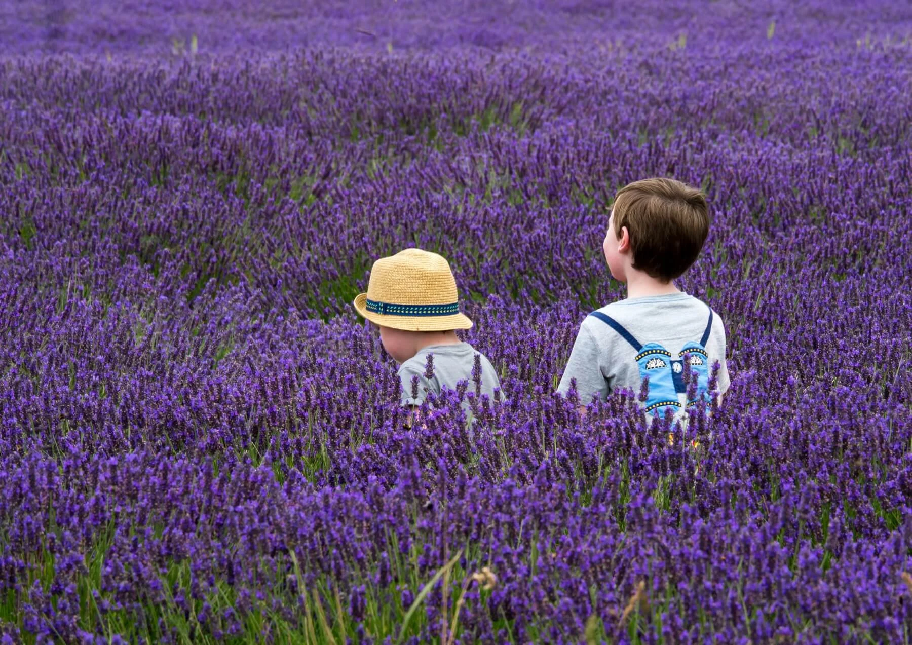 kids in lavender