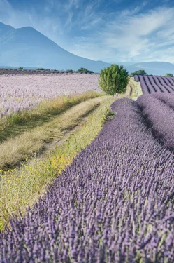 Lavender Season in Provence: When and Where to Go