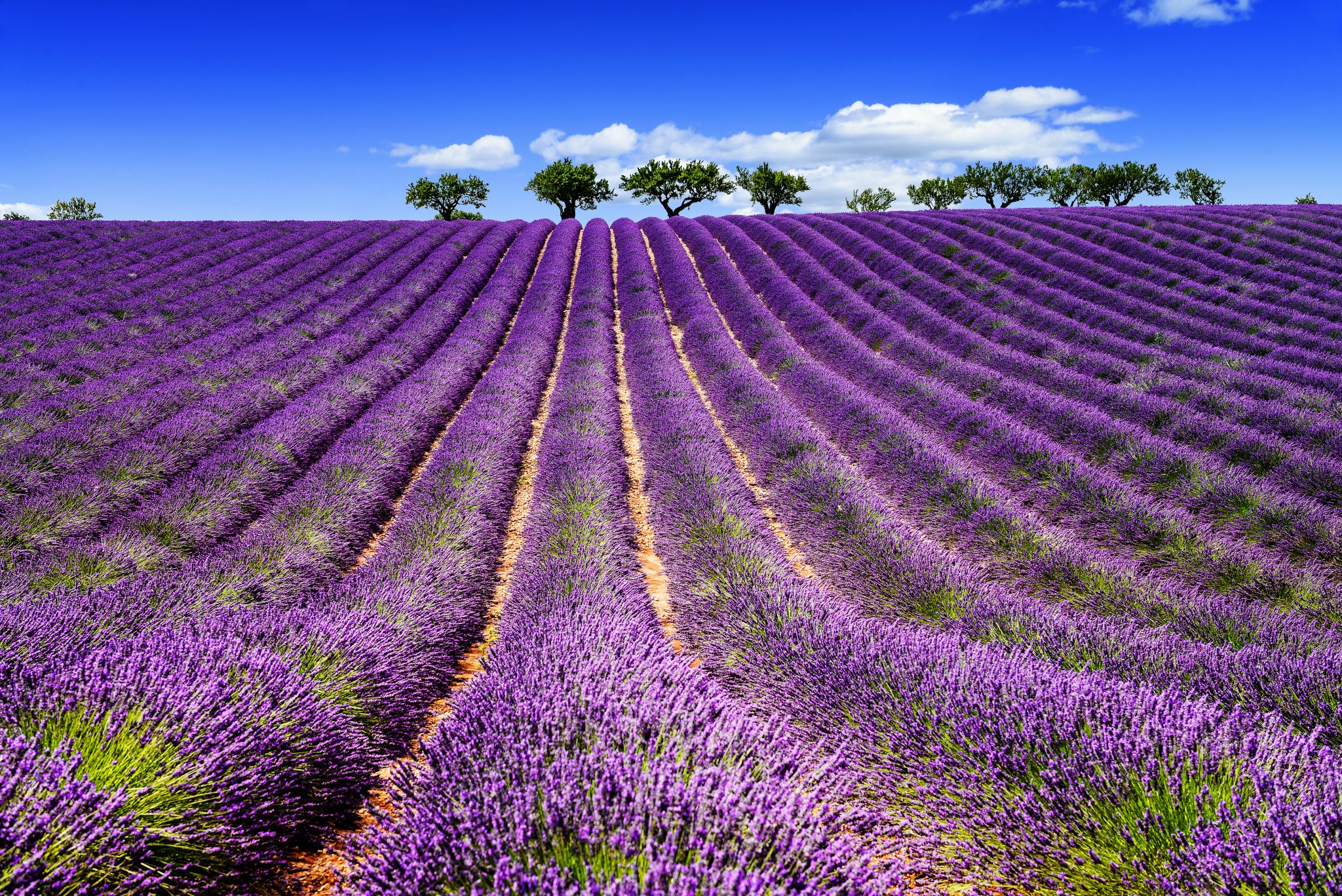 Lavender in Provence Lourmarin Sault Rent-Our-Home